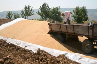 TMO Yenişehir'de alımlara başlıyor