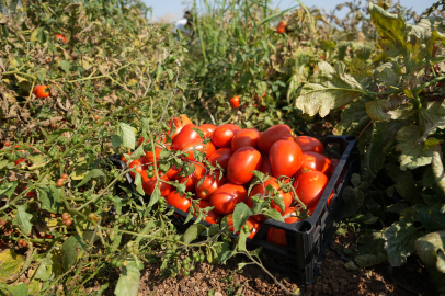 Tarlada kalan domatesi halka dağıttı