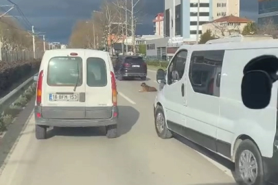 Köpeğin keyfi trafiği kilitledi