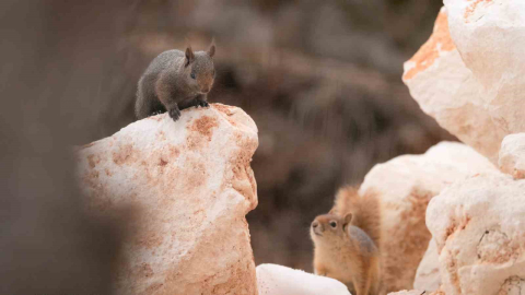 Bursalı fotoğrafçı Tunceli kırsalında melanistik sincap görüntüledi